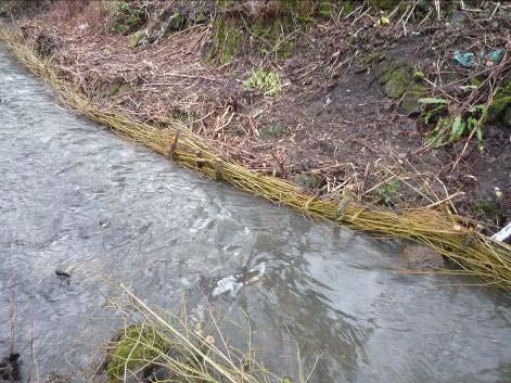 An excellent spawning and nursery stream where the margins have been defended with live willow weave.