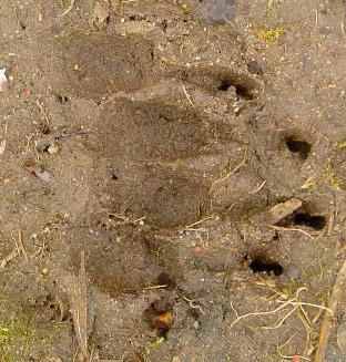 Identifying Tracks : Otter-like Mink 2.