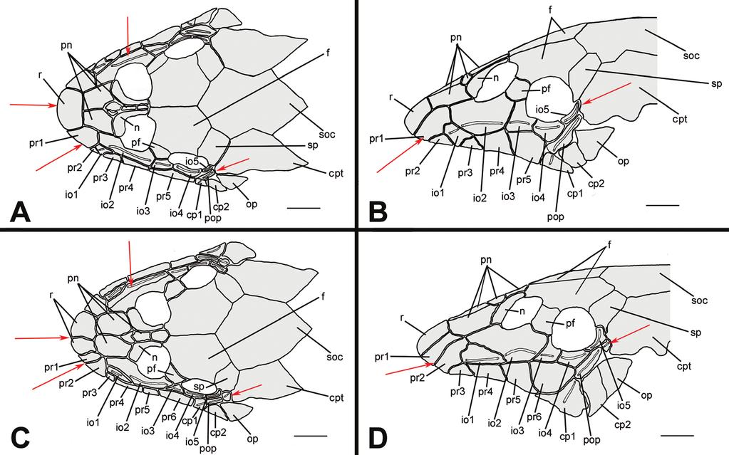 72 Fábio F. Roxo et al. / ZooKeys 395: 57 78 (2014) Figure 8. Cranial bones and dermal plates of the head of Hisonotus insperatus in dorsal (A, C) and lateral (B, D) view.