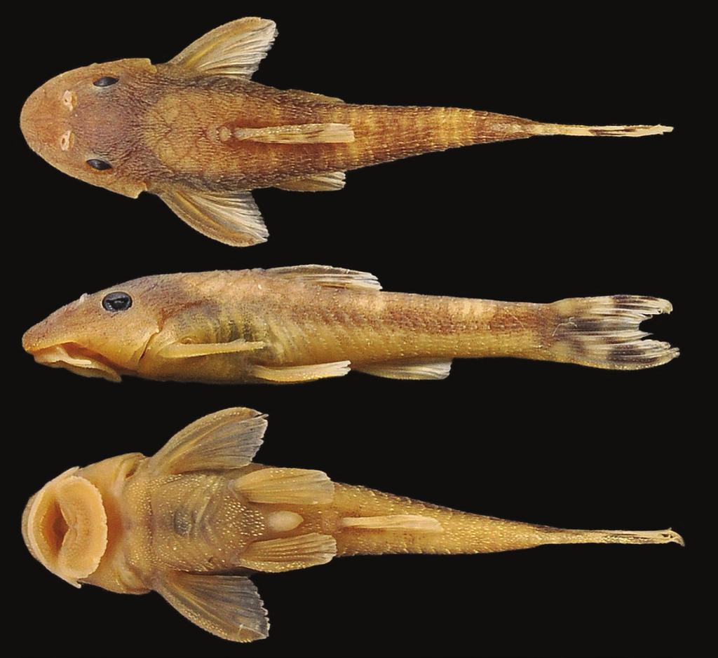 Two new species of Hisonotus 61 Figure 1. Hisonotus oliveirai, holotype, MZUSP 115061, female, 26.