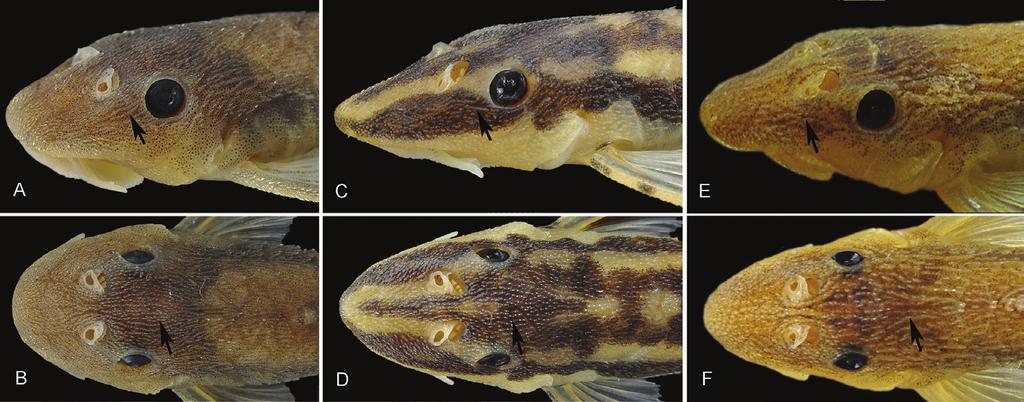62 Fábio F. Roxo et al. / ZooKeys 395: 57 78 (2014) Figure 2. Variation in hypertrophied series of anterolateral (A, C, E) and anterodorsal (B, D, F) odontodes across three species.