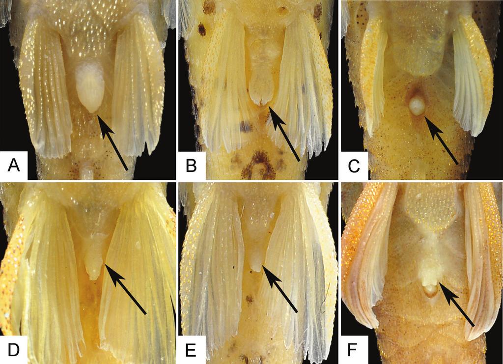 64 Fábio F. Roxo et al. / ZooKeys 395: 57 78 (2014) Figure 4. Ventral view of abdominal region of three species of Hisonotus, arrows indicate anal membrane in Hisonotus oliveirai (A, D) and H.
