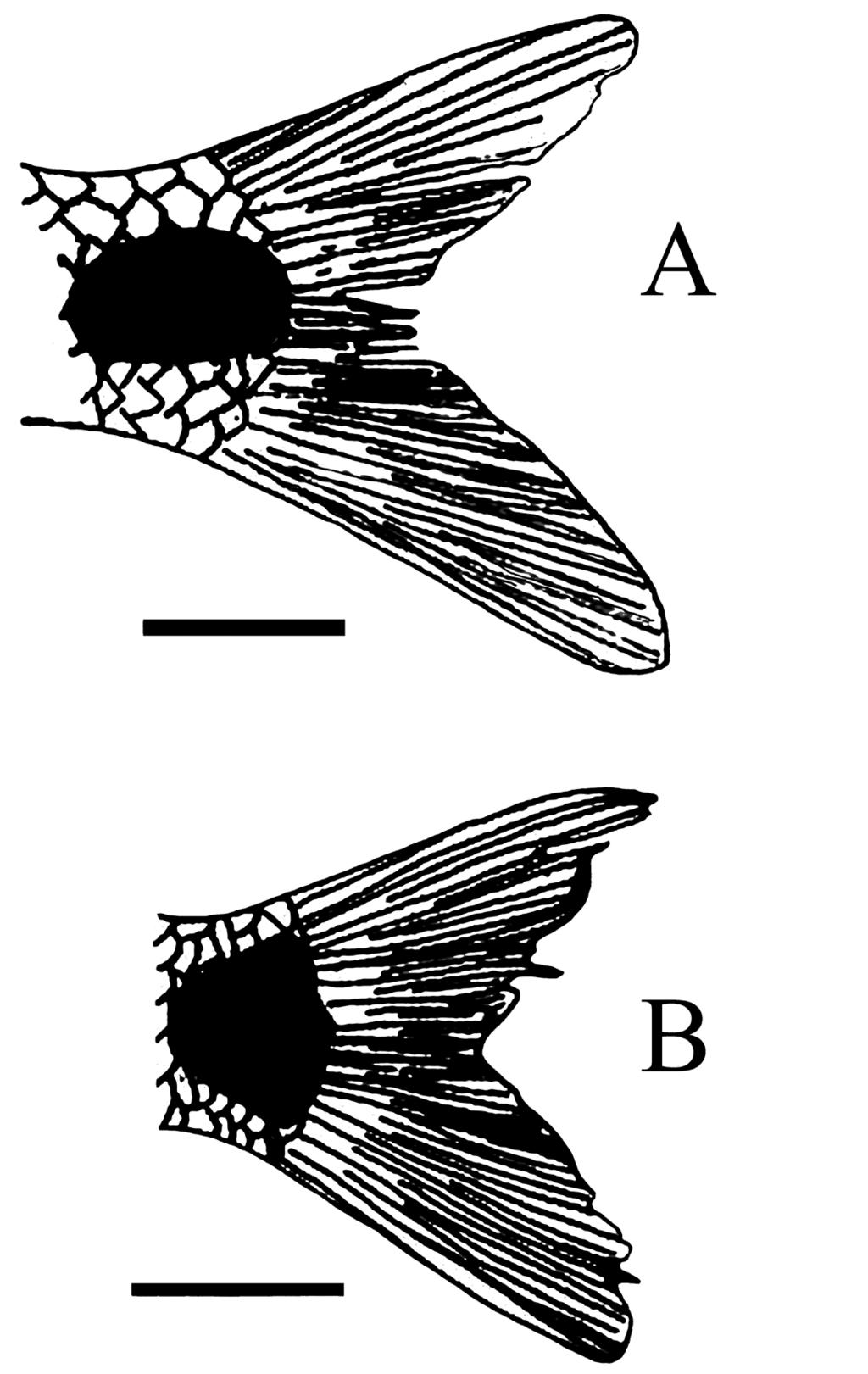 Material examined RUIZ-C. R.I. et al., Revision of the Astyanax orthodus species-group Holotype COLOMBIA: 83.