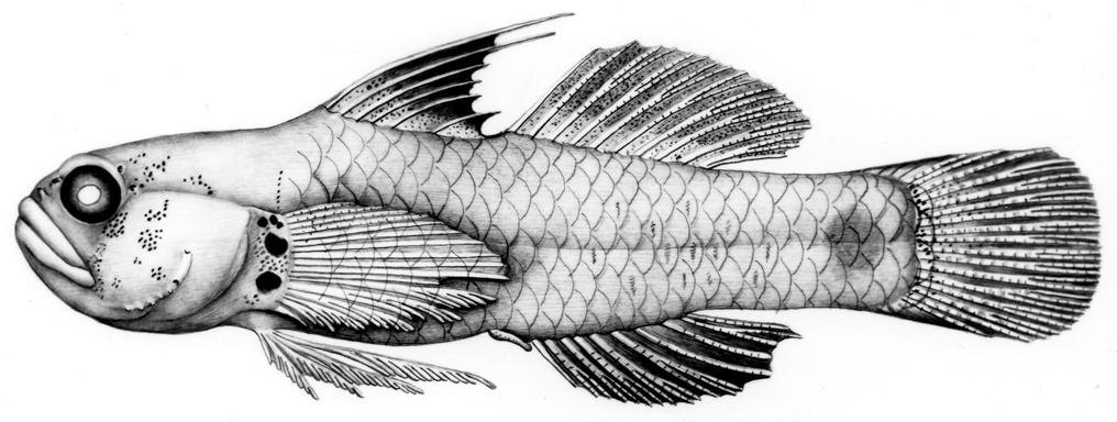 Gill & Jewett: New species of Eviota 237 Fig. 1. Eviota hoesei, AMS I.17367-004, 19.7 mm SL, male, holotype, Lord Howe Island. (Drawn by J.R. Schroeder.