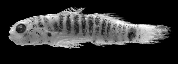 Gill & Jewett: New species of Eviota 239 Fig. 4. Eviota readerae, AMS I.27148-031, 17.4 mm SL, male, paratype, Elizabeth Reef. (Photographed by H. Taylor.