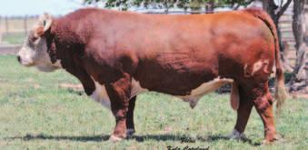 HEIFER BULLS ALERT. 5216 had a great career here and had a big impact in the breed in registered and commercial herds.