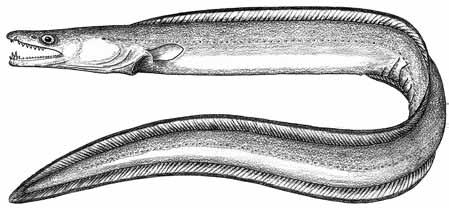 Distinctive Characters: Poorly developed lips; teeth multiserial, forming a band, but no cutting edge; vomerine teeth in a single row extending far back on roof of mouth; pectoral fins small and