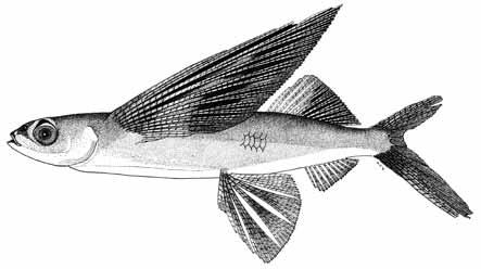 148 - Exocoetidae Bony Fishes Cheilopogon furcatus (Mitchill, 1815) * FAO names: Spotfin flyingfish (En) Local name(s): N: Pandi mai (maji); S: Panzi (M/K). Habitat: Pelagic in oceanic surface waters.