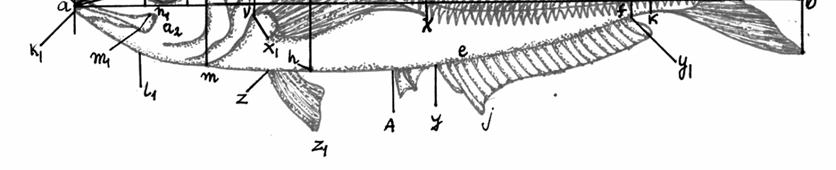 Measurements of the head were expressed as percentages of the head length whereas other body measurements were expressed as percentages of the standard length.
