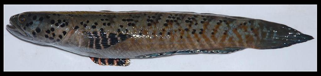 30 Muthukumar et al./ Channa ornatipinnis, a new record of dwarf snakehead from India Figure 1. Lateral view of Channa ornatipinnis, MSUMNH 60, 132.52 mm SL), Tuivawl River, Mizoram, India. Figure 2.