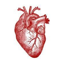 Pulse Rate Stethoscope Echocardiogram Heart Function Increasing Patient