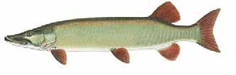 2006 Minnesota Fishing Regulations Muskellunge: Northern Pike and Muskellunge Clear Paired fins having more pointed tips Caudal fin with pointed tips Spotted Coloration with vertical dark markings on