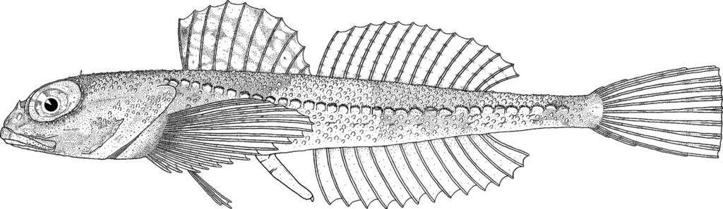 34 O. Tsuruoka, S. Maruyama and M. Yabe Astrocottus regulus sp. nov. (New Japanese name: Shishi-kajika) (Figs. 3C, 6, Tables 1, 2) Holotype. HUMZ 190094, male, 27.0 mm SL, 44 33.89 N, 143 07.
