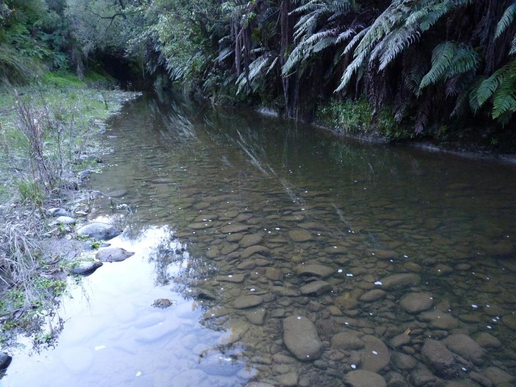 Mangaturanga Stream The deeper slow moving pools were difficult to fish effectively nevertheless a diverse assemblage of species was recorded (table 8).