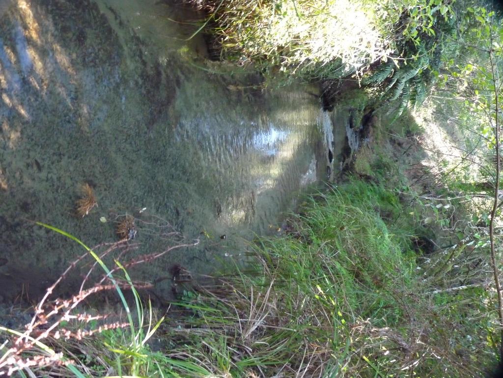 Mangawharangi Stream