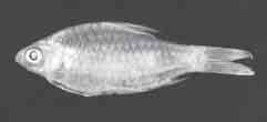 Pethiyagoda & Kottelat: Review of the Puntius filamentosus group Fig. 9. Puntius assimilis, in life, WHT 6252, 63.5 mm SL, male, Kallada River, Kerala, India. Fig. 13.
