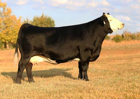 C6 ASA# 3023301 BD 2/4/15 This cow family has produced a number of great daughters and I absolutely love the breeding value that is apparent in SFI MISS