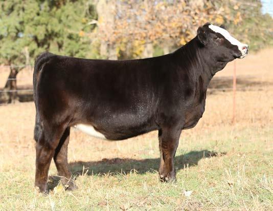 8 To build a long-term cow family, both a solid physical and genetic foundation is necessary and EJS CAPTIVATING LADY possesses these key ingredients.