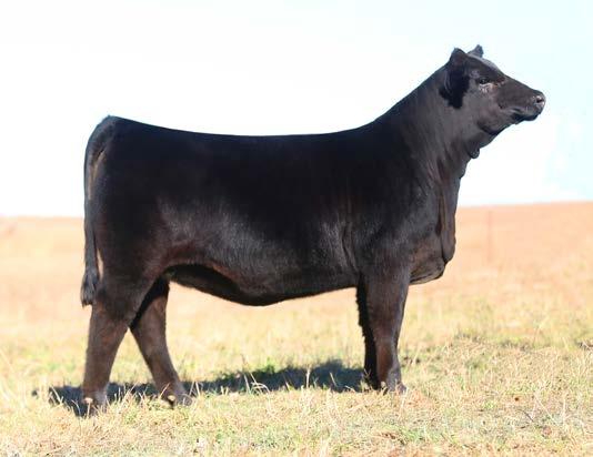 She will hold her own in the show ring, but the real value of this one will be realized when she is in production.