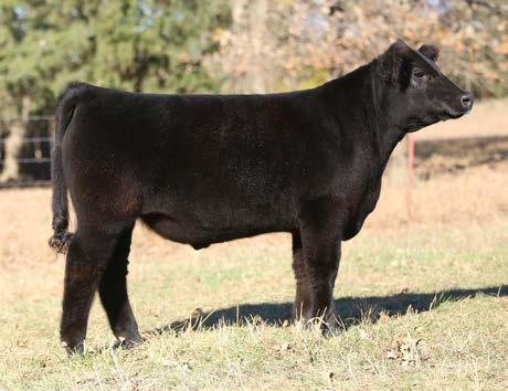519C ASA# 3003263 BD 2/3/15 If you are looking for a steer to turn heads at a Regional or National Simmental Show, or just to win a competitive county fair this summer then take this one home, feed