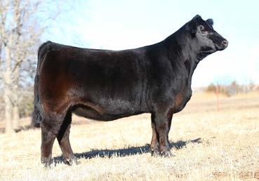 24 3 EMBRYOS SIRE DAM SS/PRS HIGH VOLTAGE 244X SFI MISS FINAL DRIVE Z45P Full sibs to the top selling female at our 2014 Heritage Sale ($17,500). Sold to Colburn Ranch, California.
