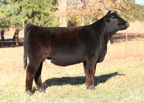3 Our family has had the good fortune to produce some big time Simmental genetics over the past 40 years and I think SFI MISS SEE ME NOW is one of the very best percentage females that has ever been