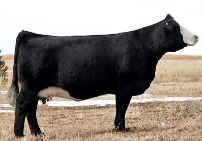 MISS HOLLY COW FAMILY SFI MISS HOLLY Dam of Lots 6, 7, 8 and Granddam of Lot 5 6 SFI LIKE A LADY C3R Lot 6 Lot 7 TRIPLE C SINGLETARY S3H CCR COWBOY CUT 5048Z CCR MS 4045 TIME 7322T SAC MR MT 73G SFI