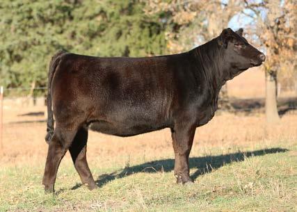 6 Momma cow deluxe! The former Junior National Champion, SFI MISS HOLLY, was mated to one of the hottest sires in the breed with the thought of producing the next herd sire.