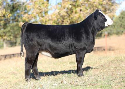 SFI LIKE A LADY C3R possesses the maternal excellence and structural integrity of her dam and the extra power of her sire.