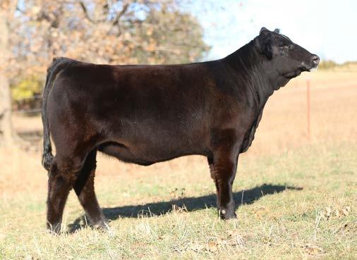The fact that there is no more WS PILGRIM H182U semen available makes this genetic gem a great commodity.