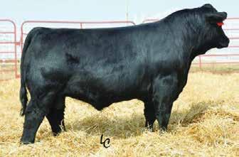 If you re looking to move your program into a new direction be on hand to purchase this pair of King Cobra sons. Kimbal Few Acres Simmentals 22 Yearling Bulls API 108.8 TI 66.3 API 119.1 TI 65.