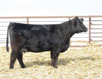 E712 has added frame and a really nice made big numbered bull by Cowboy Cut at side. No guesswork needed!