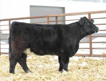 Her mating to Brilliance could be pretty exciting. & Gunn Simmentals 35 Spring Bred Females API 114.4 TI 71.