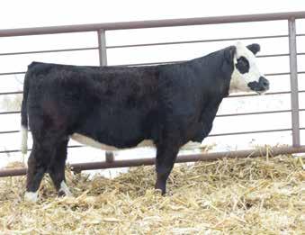 1 Due 5/1/19 to EKRD/Brant Capone (3281030). A moderate framed, stout, and hairy daughter of Enforcer who is sure to turn some heads. This female sells safe to Capone.
