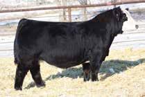 0 Tinley 93D was the top selling female at the 2016 Sloup Simmentals New Direction Sale, and since that time has become a lead donor for my program.