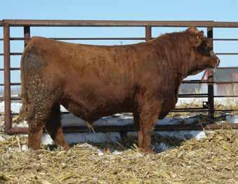 7 Burn Em Up continues his leading legacy with this standout purebred bull. Deep flanked, powerful footed, with a huge top. This bull checks all the boxes when selecting a new herd sire. API 103.