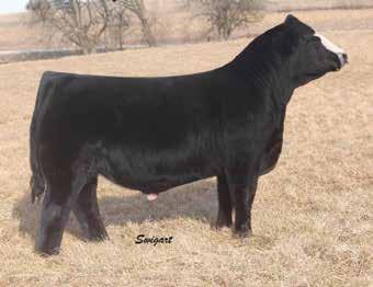 6 Really smooth and stylish son of Upper Management who is backed by a really good BC Lookout dam. This bull is sure to make some outstanding replacement females. 8.3 2.5 68.3 107.4 5.0 23.9 12.8 10.