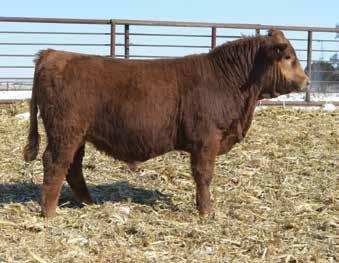 5 20.6-1.5 These Prime Beef sons have worked for us as well as our customers producing low birth weight cattle with tremendous growth traits. Time tested and value driven type of cattle.
