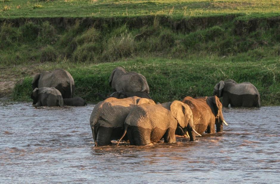 Singita Lamai Mara River Tented Camp Tanzania (Photo by Adas Anthony) A long, successful season Wildlife Report For the month of October, Two Thousand and Fourteen On the last day of June this year I