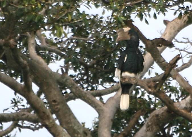 Black-and-white-casqued hornbill Birding adds a great deal of variety to any safari, and at Singita Lamai there is no shortage of excellent birdlife.