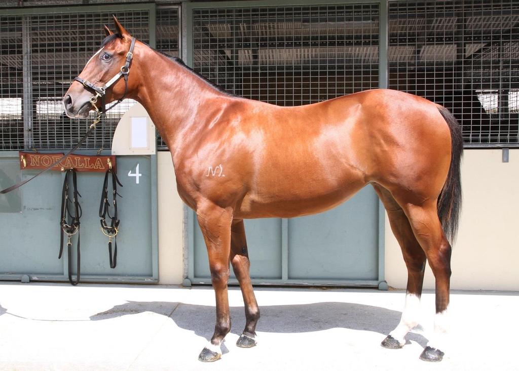 One of the strong characteristics of I Am Invincible is that he crosses well with almost any sire line and he has in most cases upgraded the performance of the mares he has served.