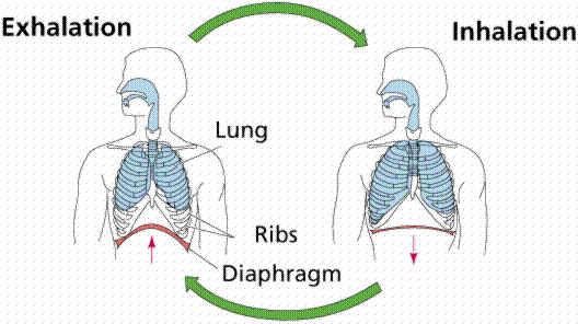 Worksheet 9 MAKE A MODEL OF YOUR LUNGS (Lungs Expanding and Contracting) When we breathe in our diaphragm (the muscle under our chest) moves down and our ribs move out.
