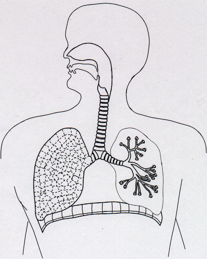 Worksheet 12 NOSE LUNGS TRACHEA BRONCHI ALVEOLI BRONCHIOLES Label and write in order Two spongy organs where oxygen passes into the blood. Small tubes which carry air into the lungs.