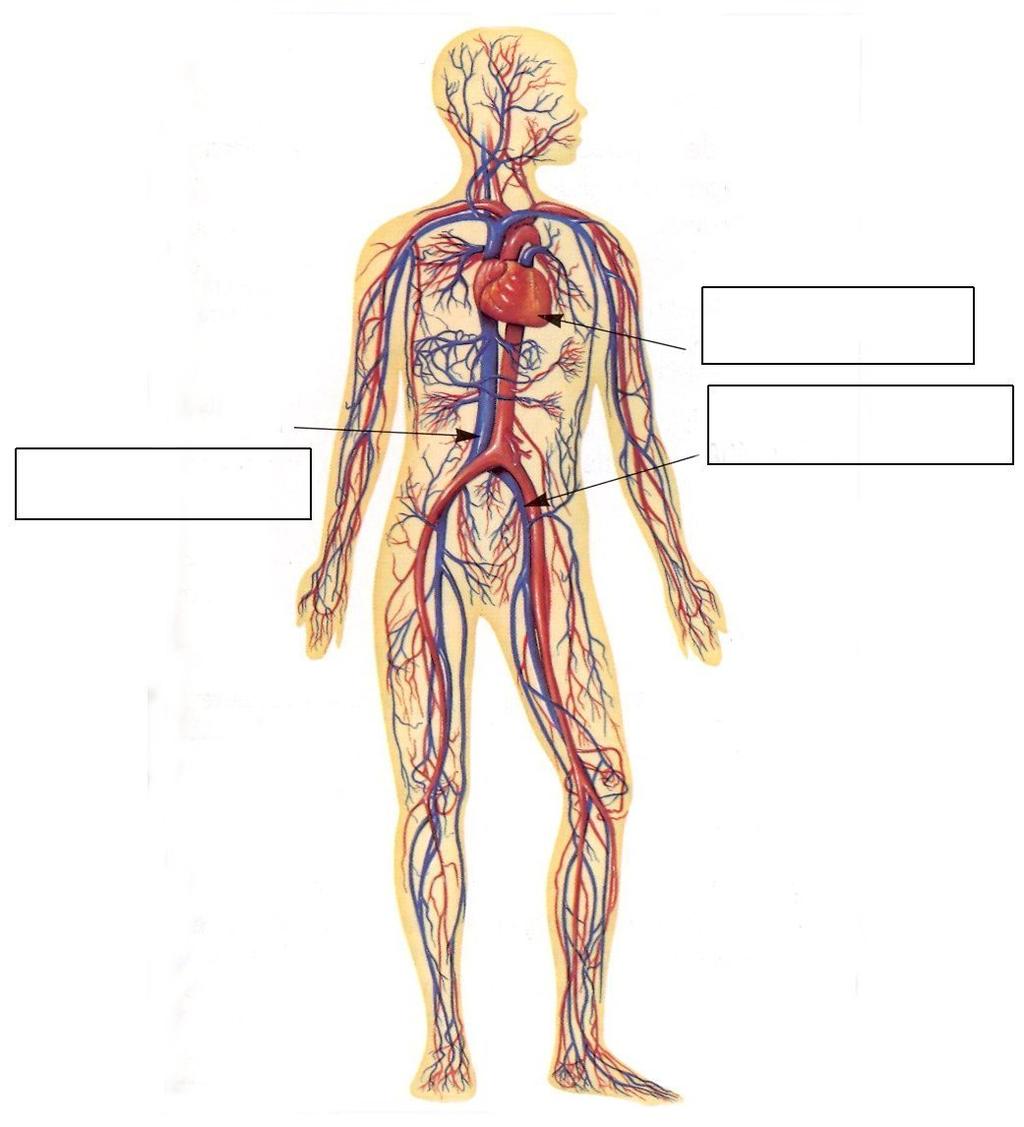 Worksheet 15 After watching the video label the parts of the Circulatory system: Heart Arteries Veins Now write the names of the four