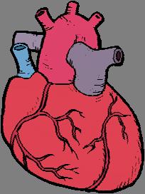 Worksheet 16 MAKING A STETHOSCOPE When the valves in our heart open and close to pump blood they make a lub dub sound. With every heartbeat the heart muscles contract to pump blood around the body.