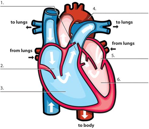Label the parts of the heart using the chart below: Left ventricle Right ventricle Right atrium Left atrium Aorta Pulmonary artery website and