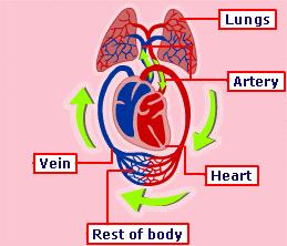 Worksheet 23 The Circulatory system: The group of organs that carries nutrients, oxygen and other substances to all cells of the body. Right atrium: collects blood from the body.