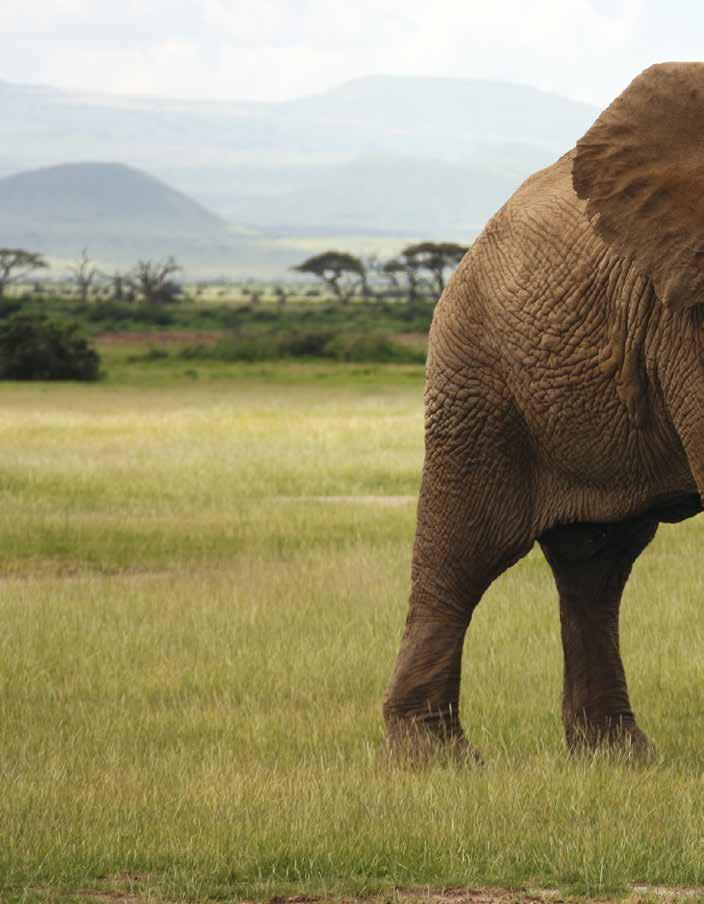 The elephant uses its trunk in many ways. One way is for drinking water. An elephant drinks about 30 to 50 gallons (114 189 L) of water per day.