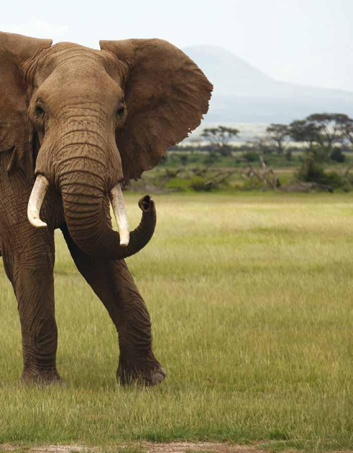 Elephants use their ears for hearing as well as for controlling body temperature.