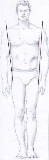 The body has the length of 8 heads. The shoulder is wider than the hip.